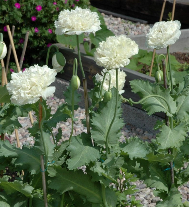 Мак Кремовый Махровый семена 20 шт + Бонус + Рекомендации по посадке 10185