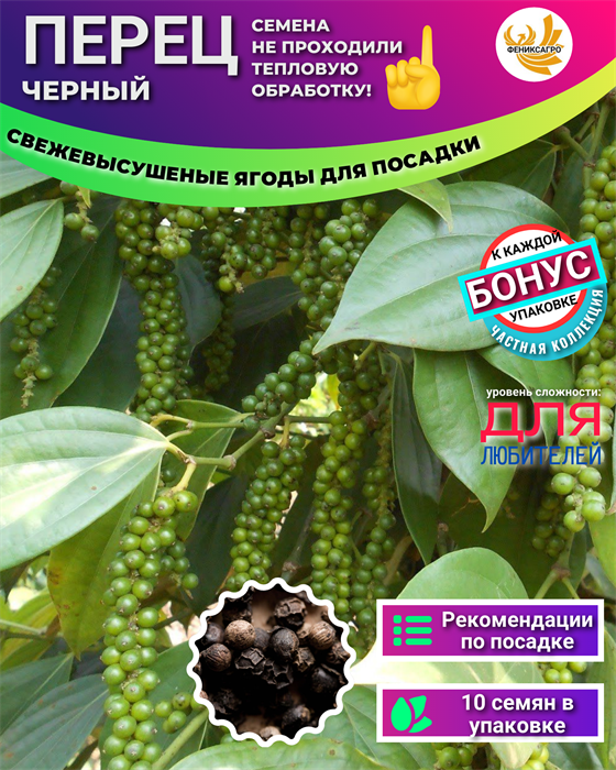 Перец Черный для Посадки семена 10 шт + Бонус + Рекомендации по посеву БЕСПЛАТНО! 10192