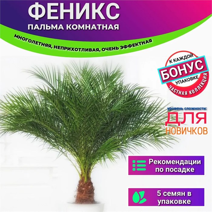 ФЕНИКС Пальма Комнатная семена 5 шт + Бонус + Рекомендации по посеву 10194
