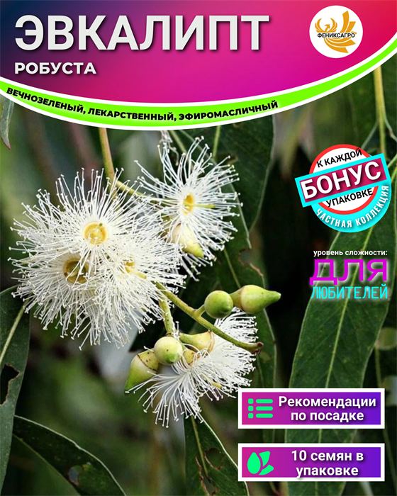 Эвкалипт Робуста Лекарственный Вечнозеленый Семена 10 шт + Бонус + Рекомендации по посеву БЕСПЛАТНО! 10220