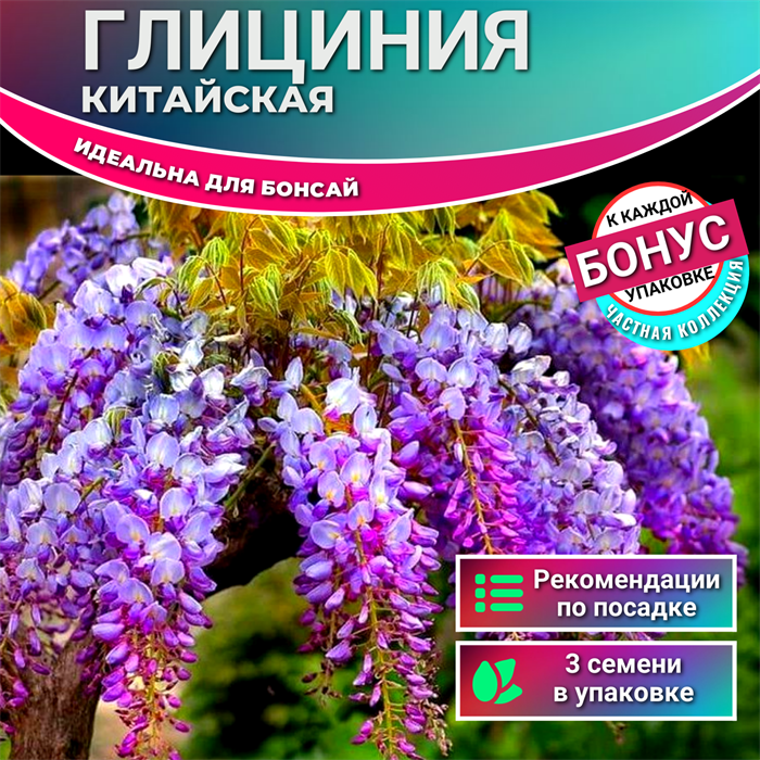 Глициния для Бонсай Семена 3 шт + Бонус + Рекомендации по посеву БЕСПЛАТНО! 10227