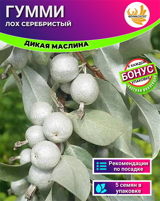 Дикая Маслина Гумми Серебристый Семена 5 шт + Бонус + Рекомендации по посеву БЕСПЛАТНО! 10228