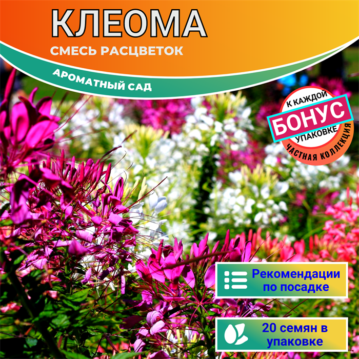 Клеома Смесь Расцветок Семена 20 шт + Бонус + Рекомендации по посеву БЕСПЛАТНО! 10240