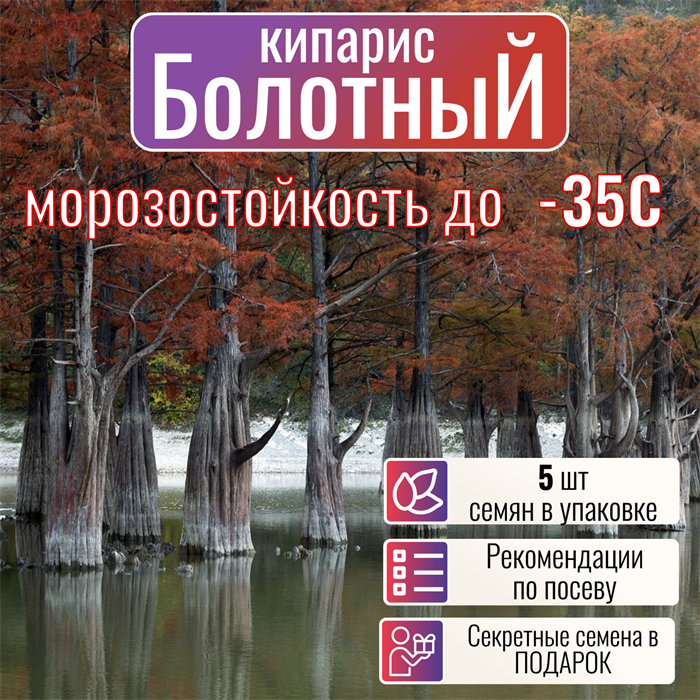 Болотный Кипарис Морозостойкий Семена 5 шт + Бонус + Рекомендации по посадке! 10246