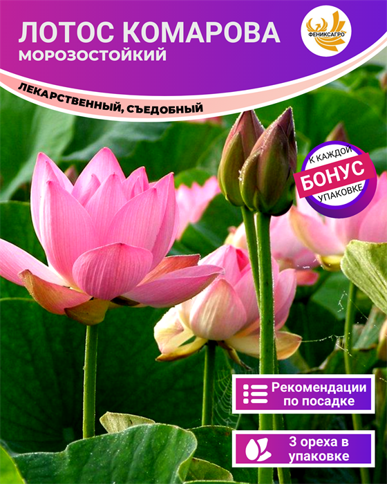 Лотос Комарова Морозостойкий 3 ореха + Бонус + Рекомендации по проращиванию БЕСПЛАТНО 10260
