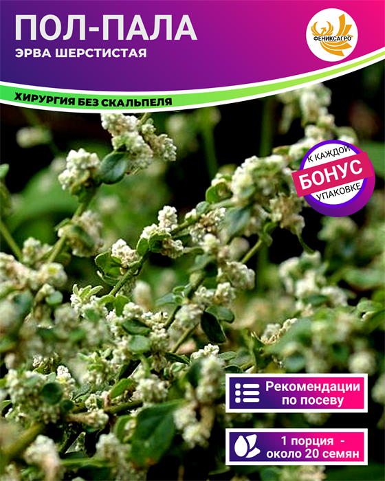 Пол-Пала Эрва Шерстистая семена 20шт + Бонус + Рекомендации по проращиванию БЕСПЛАТНО 10261
