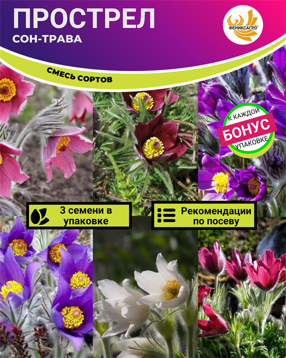 Прострел Сон-Трава Смесь Сортов семена 3 шт + Бонус + Рекомендации по посеву БЕСПЛАТНО! 10264