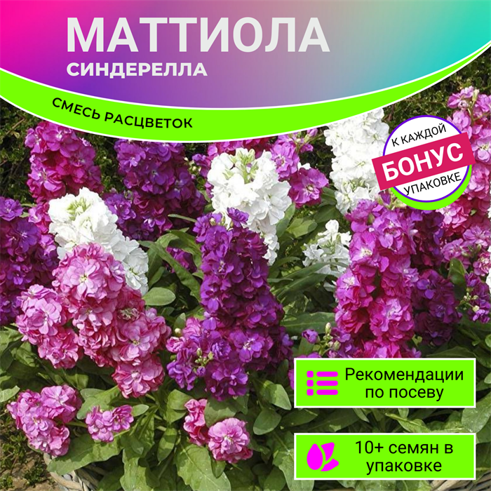 Маттиола Золушка МИКС расцветок семена 10 шт + Бонус + Рекомендации по посеву БЕСПЛАТНО! 10271