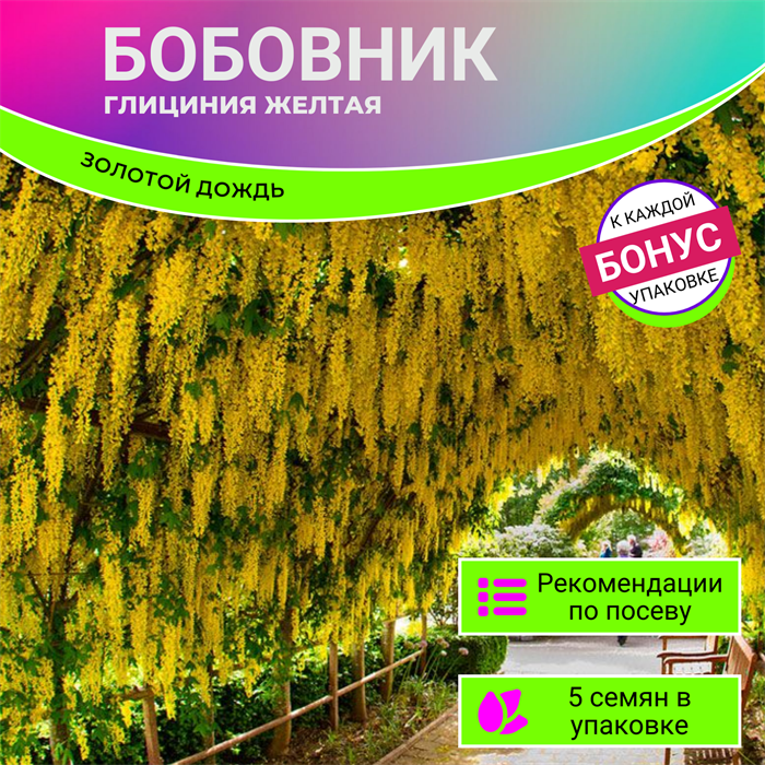 Бобовник или Глициния Желтая семена 5шт + Бонус + Рекомендации по проращиванию БЕСПЛАТНО 10274