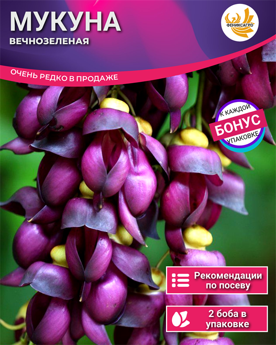 Мукуна Вечнозеленая бобы 2 шт Экзо-Редкость + Бонус + Рекомендации по проращиванию БЕСПЛАТНО 10275