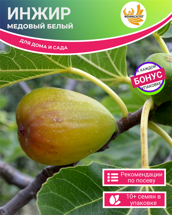 Инжир Медовый Белый Комнатный семена 10 шт + Бонус + Рекомендации по проращиванию БЕСПЛАТНО! 10281