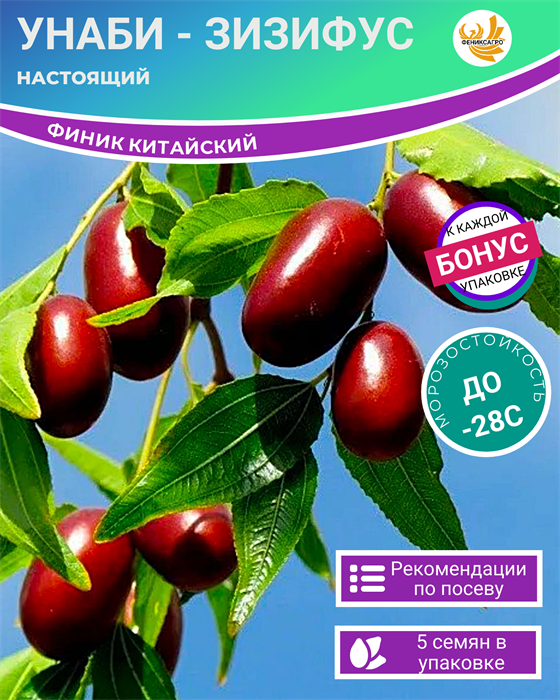 Унаби Зизифус Настоящий семена 5 шт + Бонус + Рекомендации по проращиванию БЕСПЛАТНО 10290