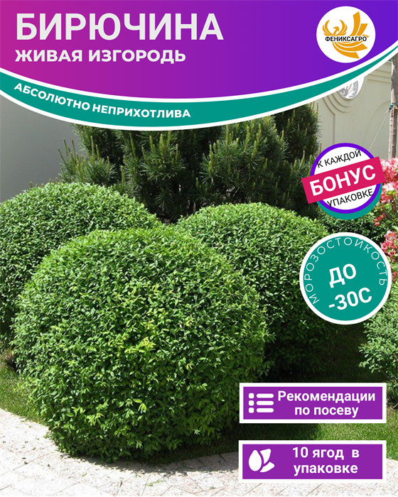Живая Изгородь Бирючина 10 ягод + Бонус + Рекомендации по проращиванию БЕСПЛАТНО 10292
