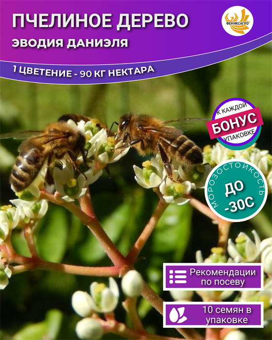 Пчелиное Дерево Эводия семена 10 шт + Бонус + Рекомендации по проращиванию БЕСПЛАТНО 10293