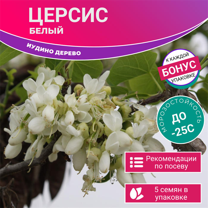Церсис Белый Иудино Дерево семена 5 шт + Бонус + Рекомендации по проращиванию БЕСПЛАТНО 10296
