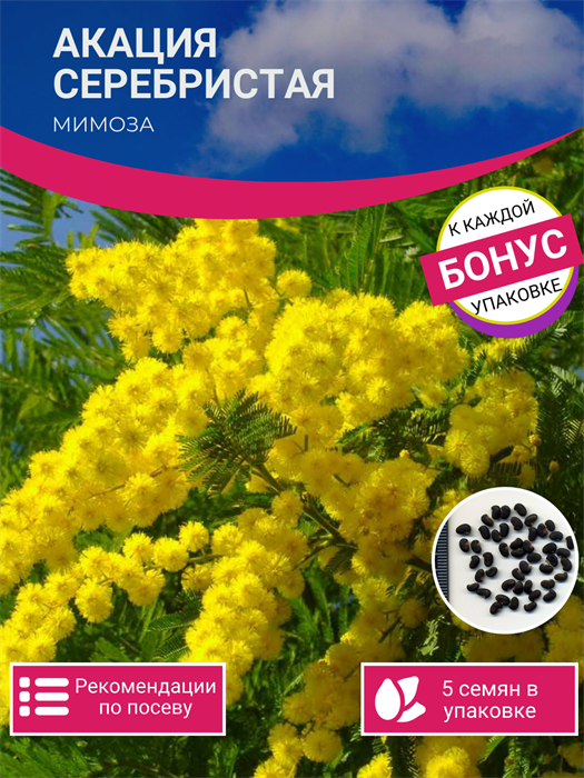 Мимоза Комнатная Акация Серебристая семена 5 шт + Бонус + Рекомендации по проращиванию БЕСПЛАТНО 10308