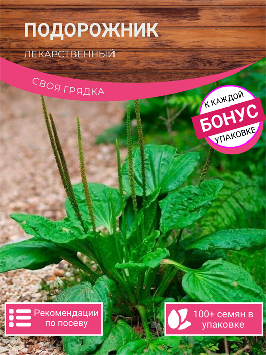 Подорожник Лекарственный семена более 200 шт + Бонус + Рекомендации по посеву БЕСПЛАТНО! 10322