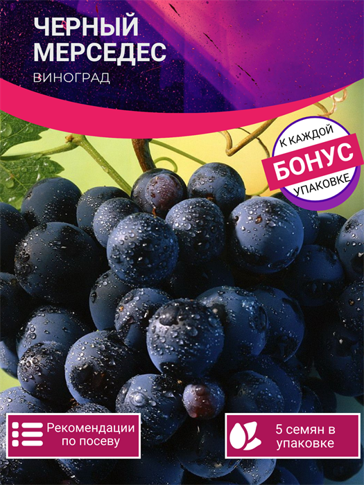 Виноград Черный Мерседес семена 5 шт + Бонус + Рекомендации по посадке БЕСПЛАТНО! 10347