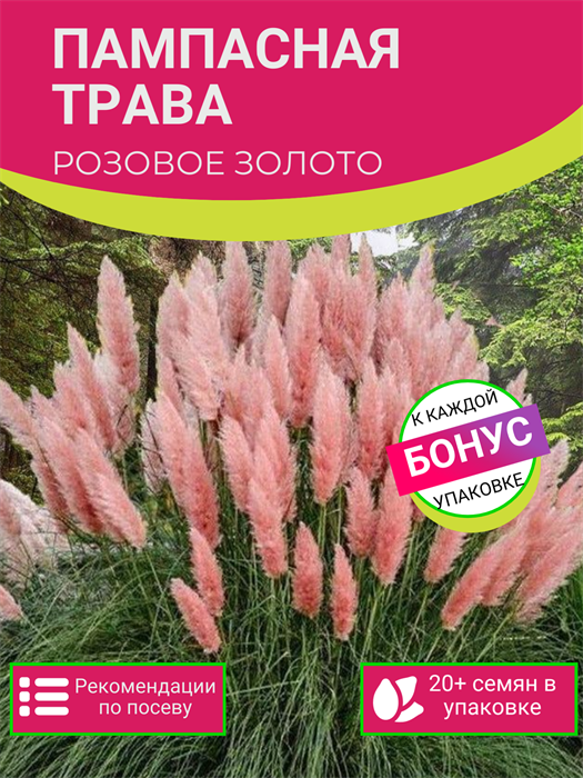 Пампасная Трава Розовая семена более 20 шт + Бонус + Рекомендации по посеву 10364