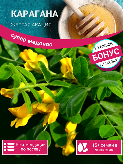 Карагана Желтая Акация семена 20шт + Бонус + Рекомендации по посеву БЕСПЛАТНО! 10365