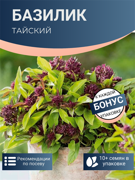 Базилик Тайский Комнатный семена более 10 шт + Бонус + Рекомендации по посеву БЕСПЛАТНО! 10382
