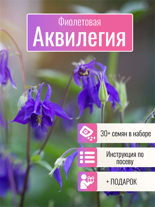 Аквилегия Фиолетовая семена более 30 шт + Бонус + Рекомендации по посеву БЕСПЛАТНО! 10389