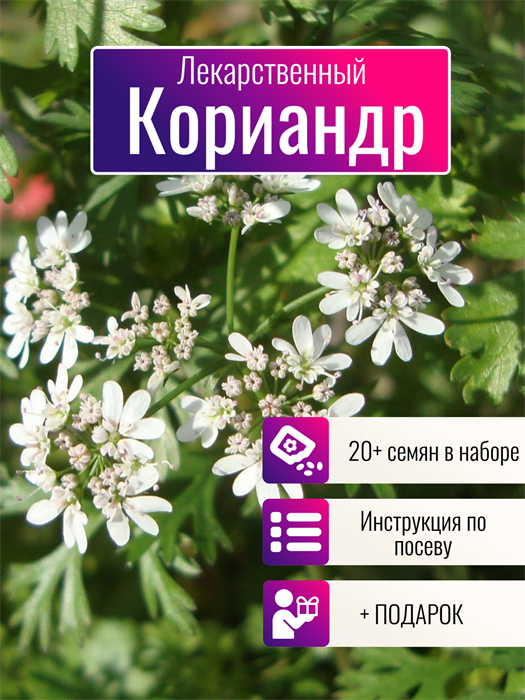Кориандр Лекарственный семена более 20шт + Бонус + Рекомендации по посеву БЕСПЛАТНО! 10390