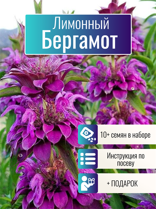 Лимонный Бергамот семена более 10шт + Бонус + Рекомендации по посеву БЕСПЛАТНО! 10394
