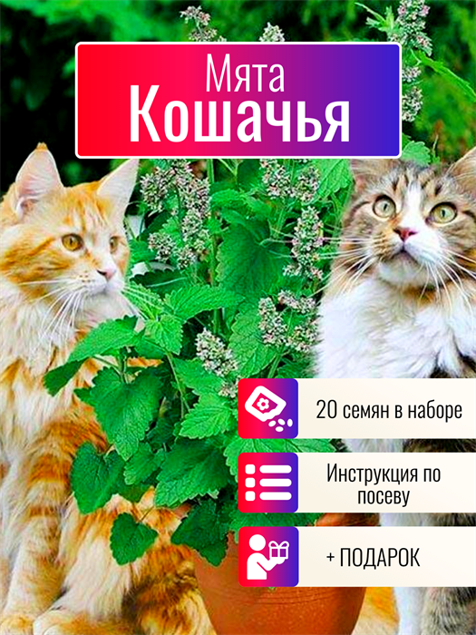 Кошачья Мята семена более 20шт + Бонус + Рекомендации по посеву БЕСПЛАТНО! 10395