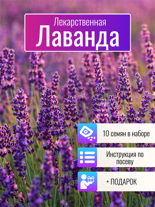 Лаванда Лекарственная семена 10шт + Бонус + Рекомендации по посеву БЕСПЛАТНО! 10397