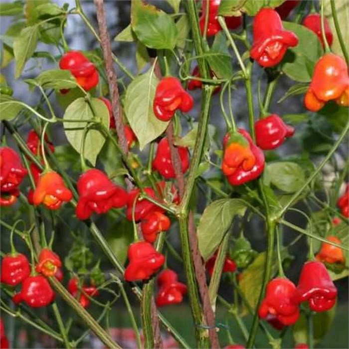 Перец-Дерево семена 5 шт + Бонус + Рекомендации по посеву БЕСПЛАТНО! 10398