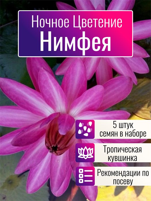 Нимфея Ночного Цветения семена 5 шт. Тропическая Красно-Розовая Кувшинка + Бонус + Советы по посеву БЕСПЛАТНО! 10402