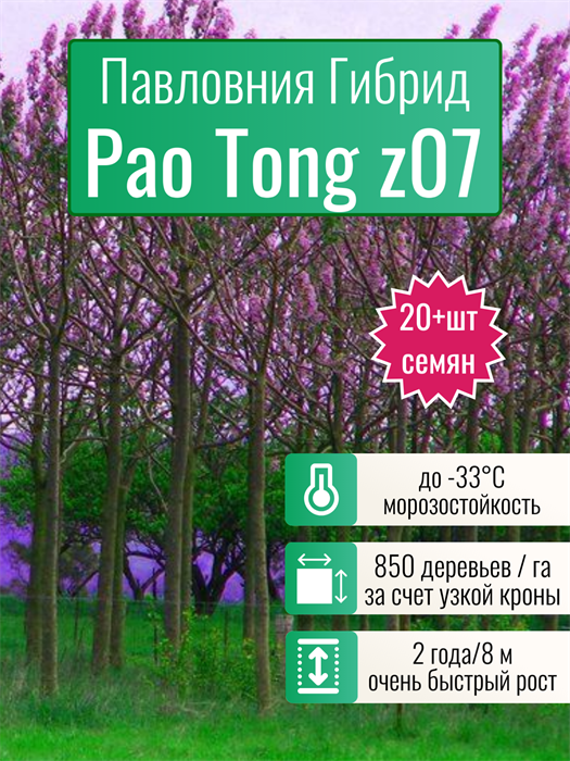 Павловния Гибрид Пао Тонг z07 семена 20 шт + Бонус + Рекомендации по проращиванию БЕСПЛАТНО! 10404