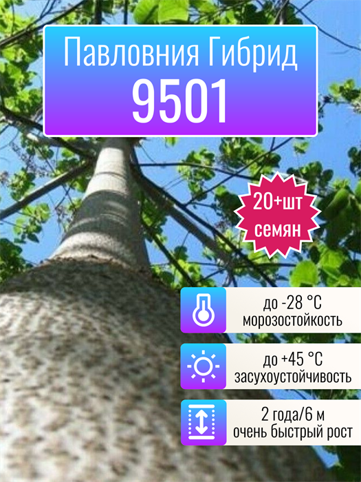 Павловния 9501 Гибрид семена более 20 шт + Бонус + Рекомендации по проращиванию БЕСПЛАТНО! 10405