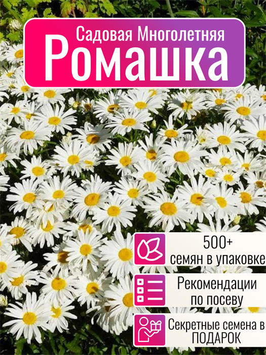 Ромашка Садовая Многолетняя семена более 500 шт + Бонус + Рекомендации по посеву БЕСПЛАТНО! 10407