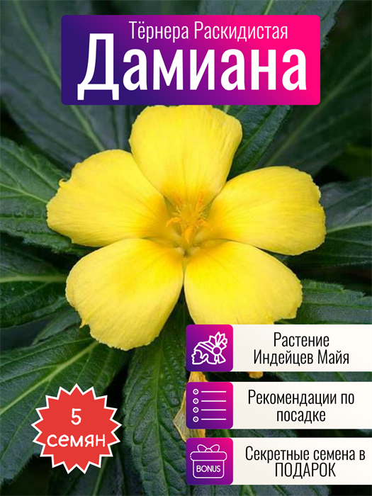 Дамиана семена 5 шт + Бонус + Рекомендации по посадке БЕСПЛАТНО! 10423