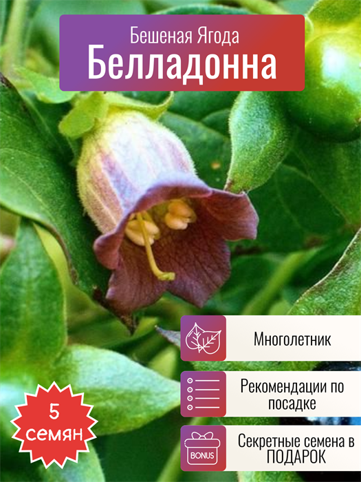 Белладонна Бешеная Ягода семена 5 шт + Бонус + Рекомендации по посадке БЕСПЛАТНО 10425