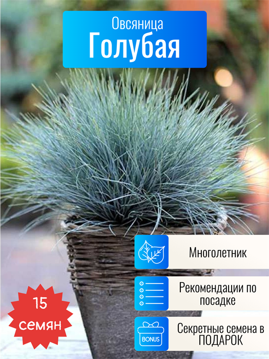 Овсяница Голубая семена 15 шт + Бонус + Рекомендации по проращиванию 10426