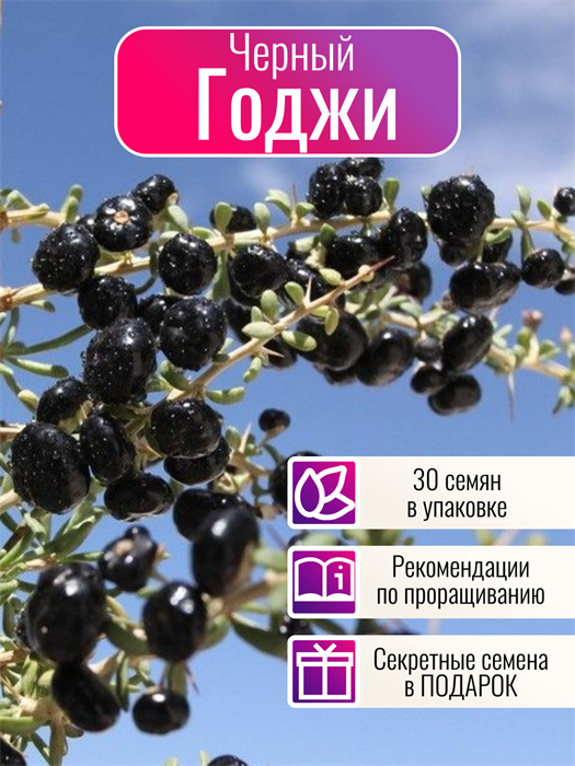 Годжи Черный семена 30 шт + Бонус + Рекомендации по проращиванию 10431