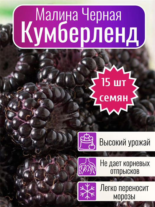 Черная Малина Кумберленд семена 15 шт + Бонус + Рекомендации по проращиванию 10433
