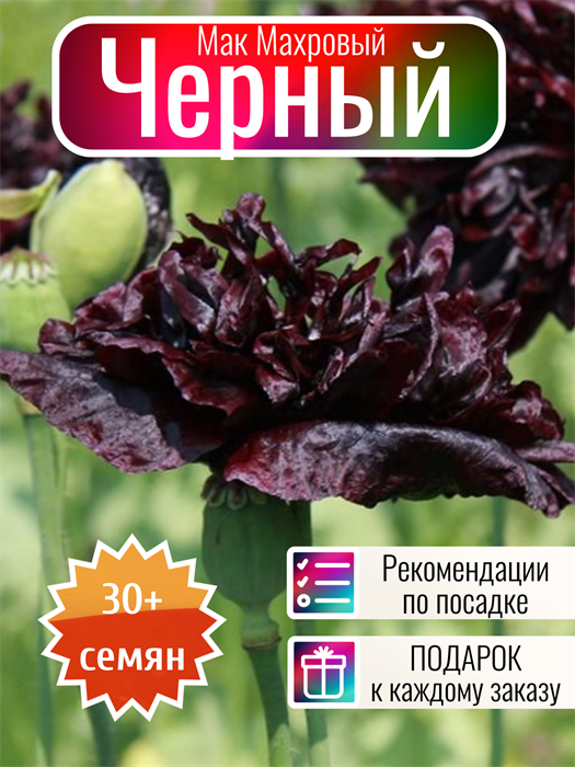 Мак Черный махровый семена 30 шт + Бонус + Рекомендации по посадке 10436