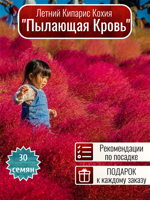 Кохия Пылающая Кровь Летний Кипарис семена 30 шт + Бонус + Рекомендации по проращиванию 10438