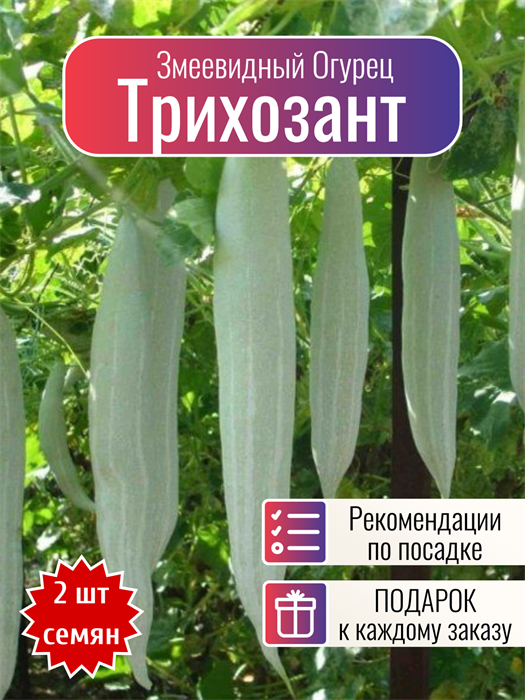 Трихозант Змеевидный Огурец семена 2 шт + Бонус + Рекомендации по проращиванию 10441