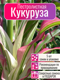 {{photo.Alt || photo.Description || 'Кукуруза-Попкорн Пестролистная Японская / Corn Japonica Striped семена 5 шт + Бонус + Рекомендации по проращиванию'}}
