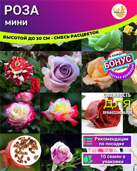 {{photo.Alt || photo.Description || 'Роза Мини Смесь Расцветок семена 10шт + Бонус + Рекомендации по посеву БЕСПЛАТНО!'}}