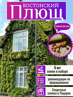 {{photo.Alt || photo.Description || 'Бостонский Плющ семена 5 шт + Бонус + Рекомендации по проращиванию'}}