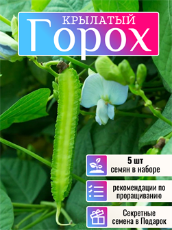 {{photo.Alt || photo.Description || 'Крылатый Горох семена 5 шт + Бонус + Рекомендации по проращиванию'}}