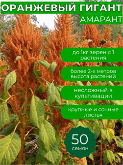 {{photo.Alt || photo.Description || 'Амарант Оранжевый Гигант семена более 50шт + приятный Бонус!'}}