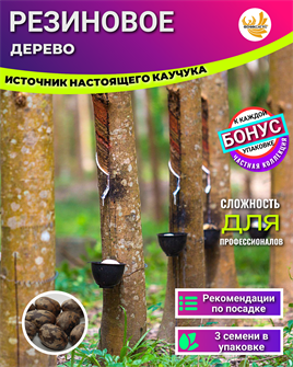 {{photo.Alt || photo.Description || 'Резиновое Дерево семена 3шт + Бонус + Рекомендации по посеву БЕСПЛАТНО!'}}