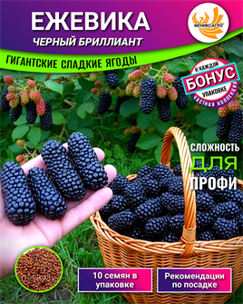 {{photo.Alt || photo.Description || 'Ежевика ГИГАНТ Черный Бриллиант семена 10 шт + Бонус + Рекомендации по посадке БЕСПЛАТНО!'}}